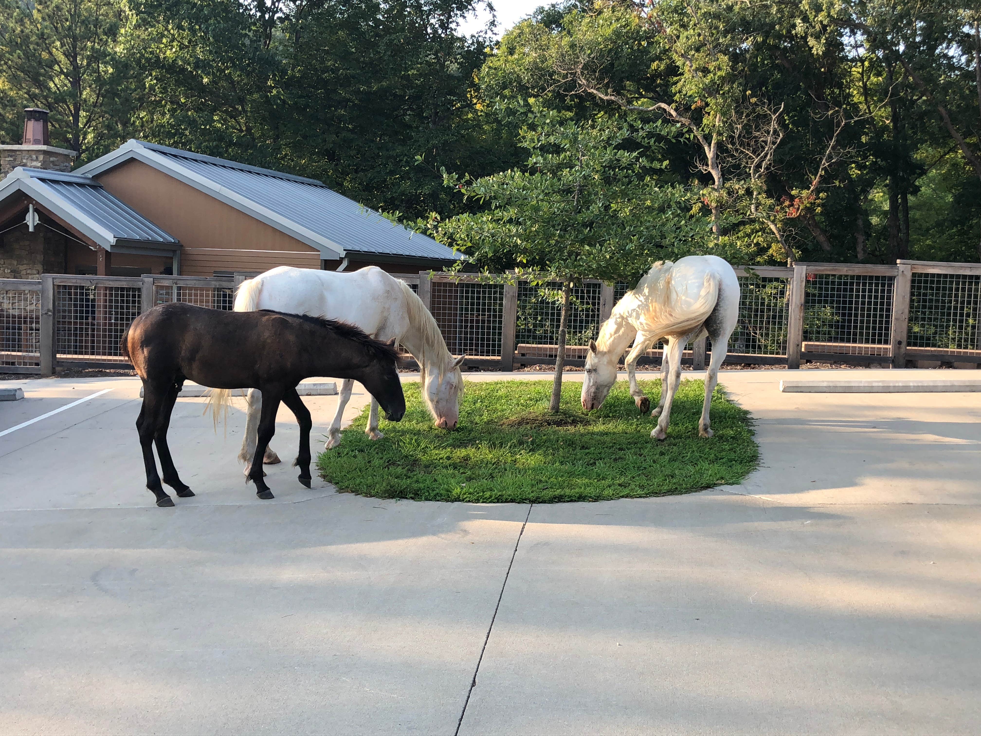 Judith B.'s photo of camping with a horse at Timbuktu Campground — Echo Bluff State Park near Ironton, MO