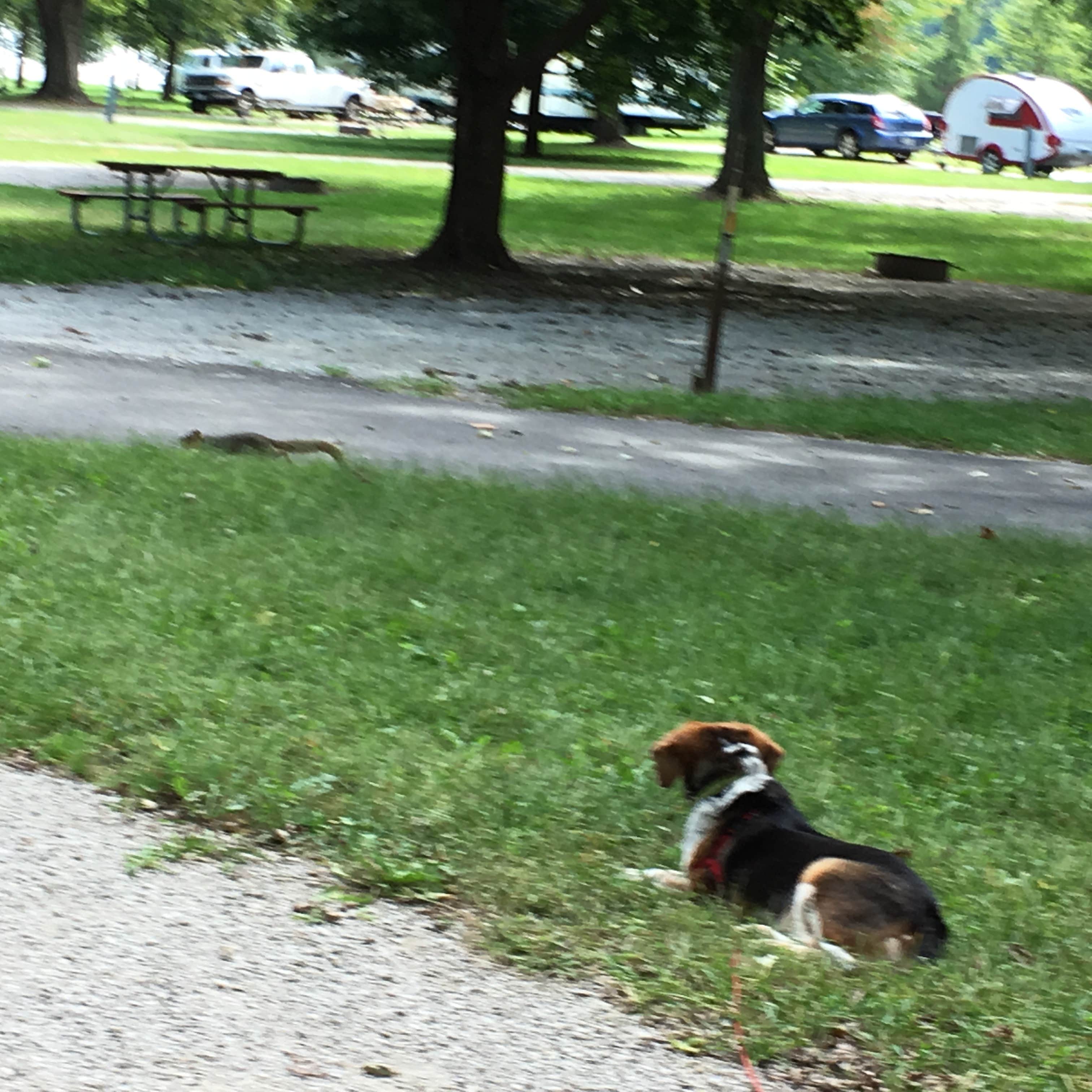 Judith B.'s photo of camping with pets at Sugar Bottom Campground near Fruitland, IA