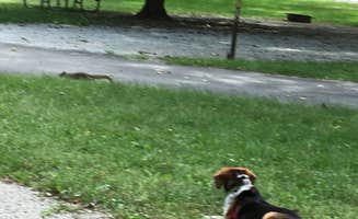 Judith B.'s photo of camping with pets at Sugar Bottom Campground near West Branch, IA