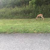 Review photo of Meramec State Park Campground by Jennifer G., May 23, 2019