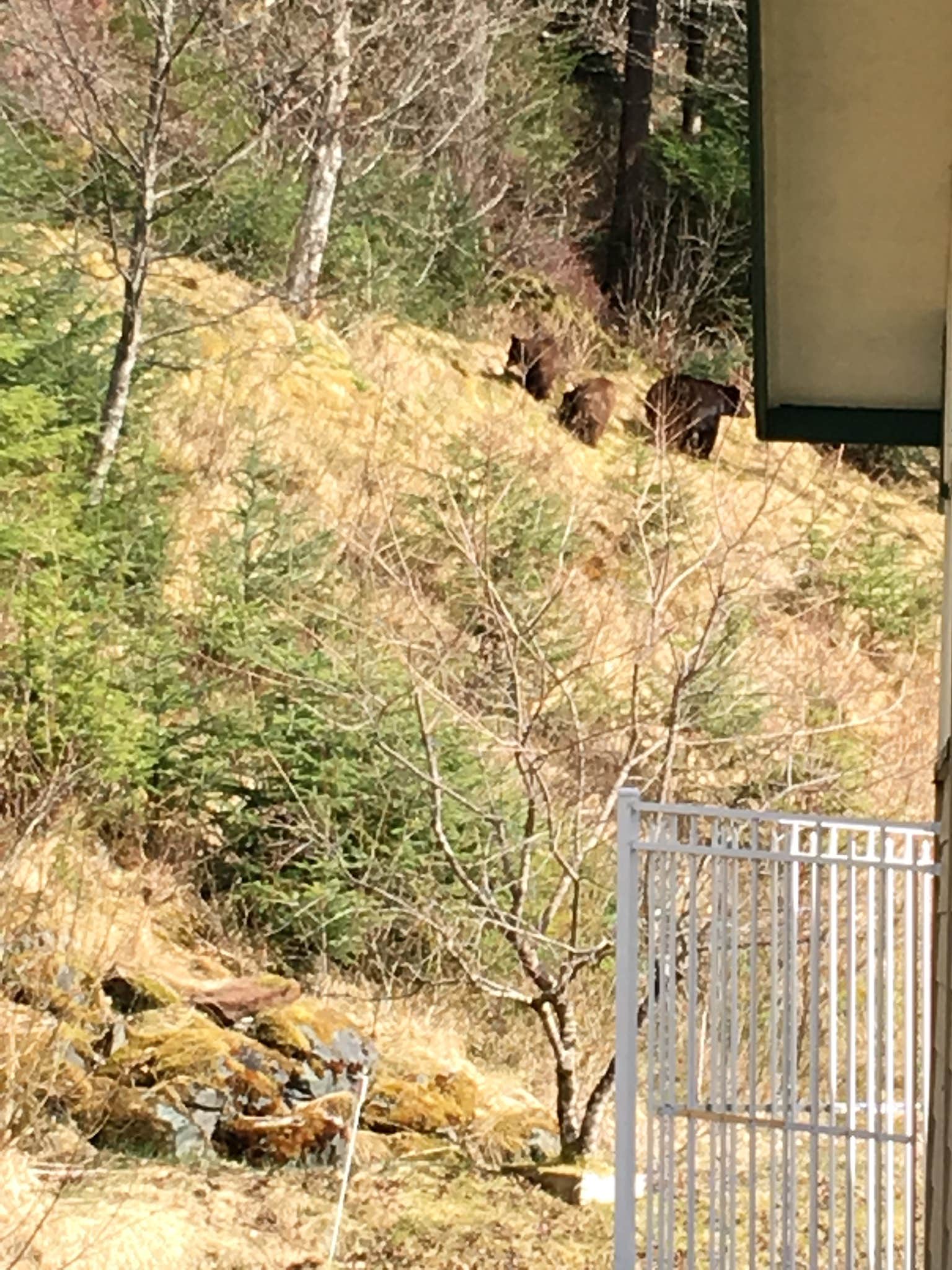 Dana G.'s photo of camping with pets at Mendenhall Lake Campground in Alaska