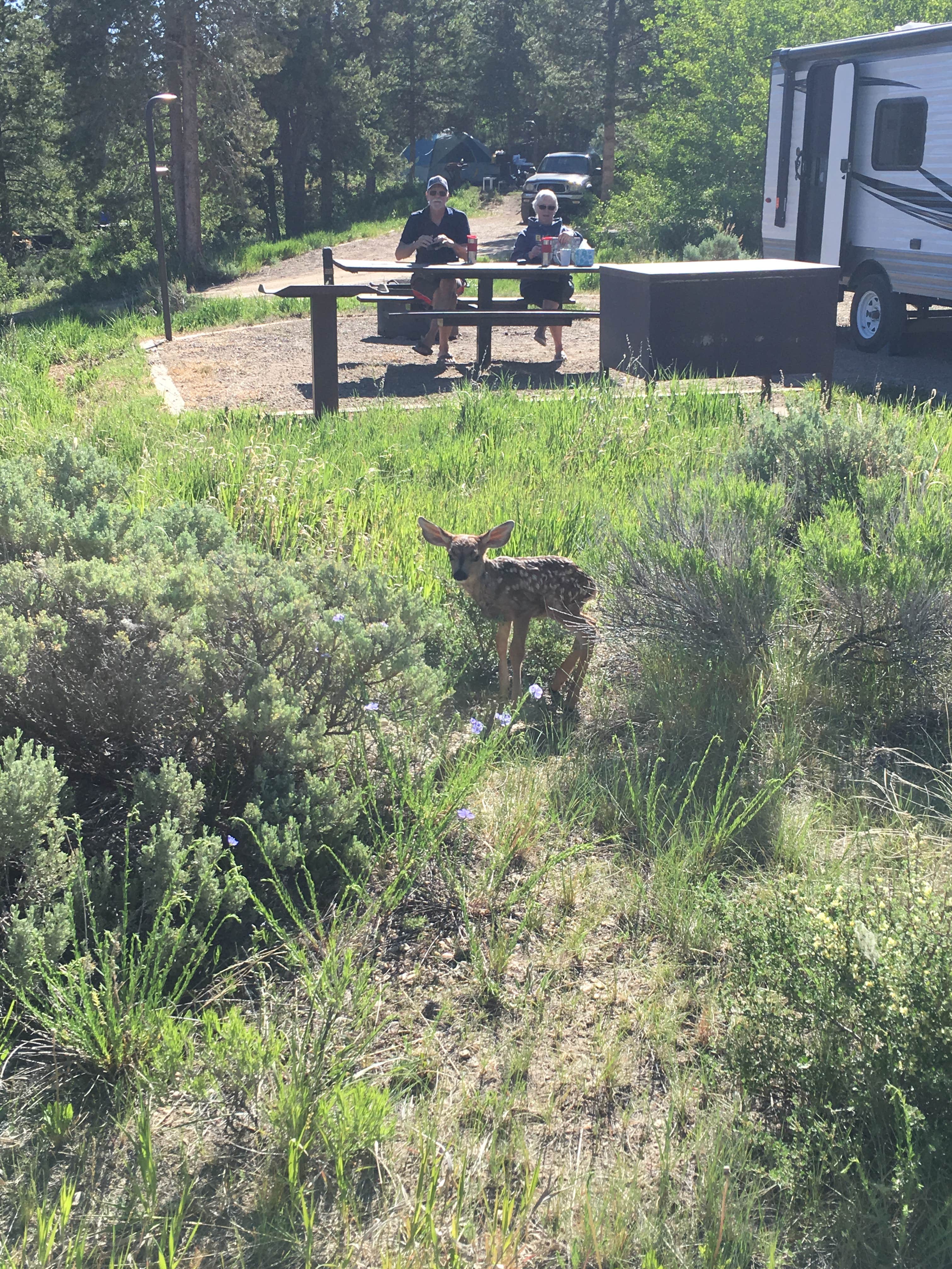 Mike B.'s photo of camping with pets at Willow Creek Campground near Grand Lake, CO