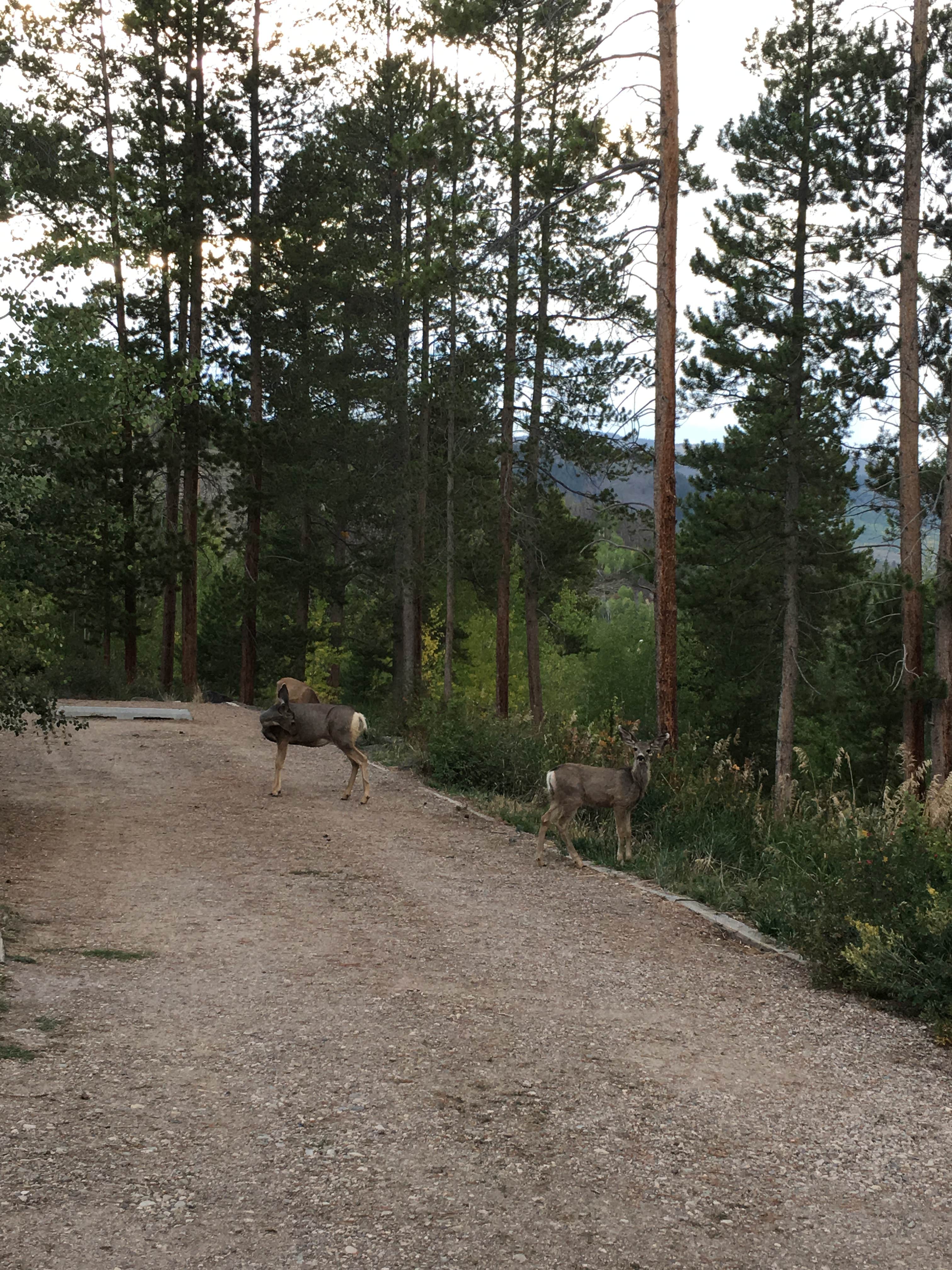 Mule deer Willow Creek Reservoir Campground
