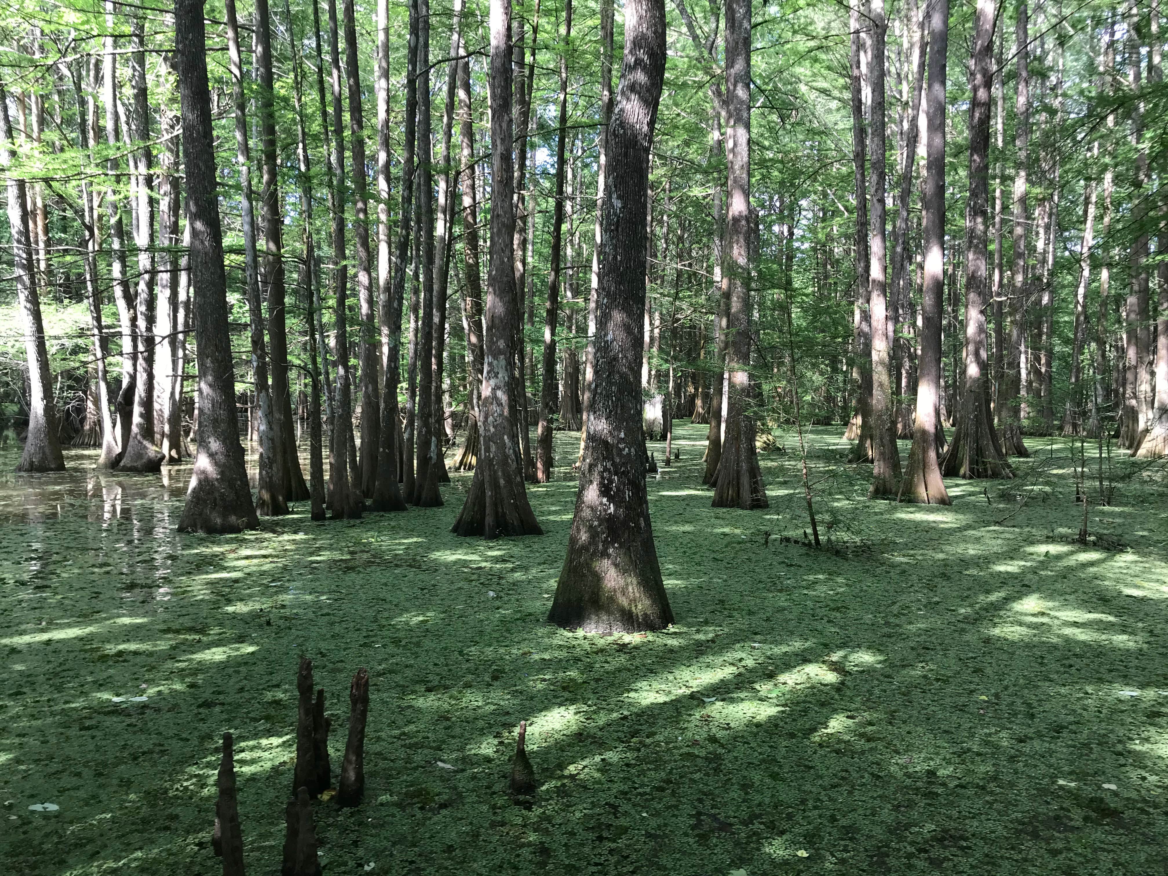 South Campground — Chicot State Park