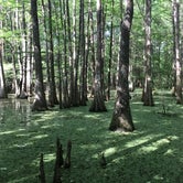 Review photo of South Campground — Chicot State Park by Perrine C., May 23, 2019