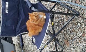 Cat R.'s photo of camping with pets at Sandy Pines Campground near Ogunquit, ME