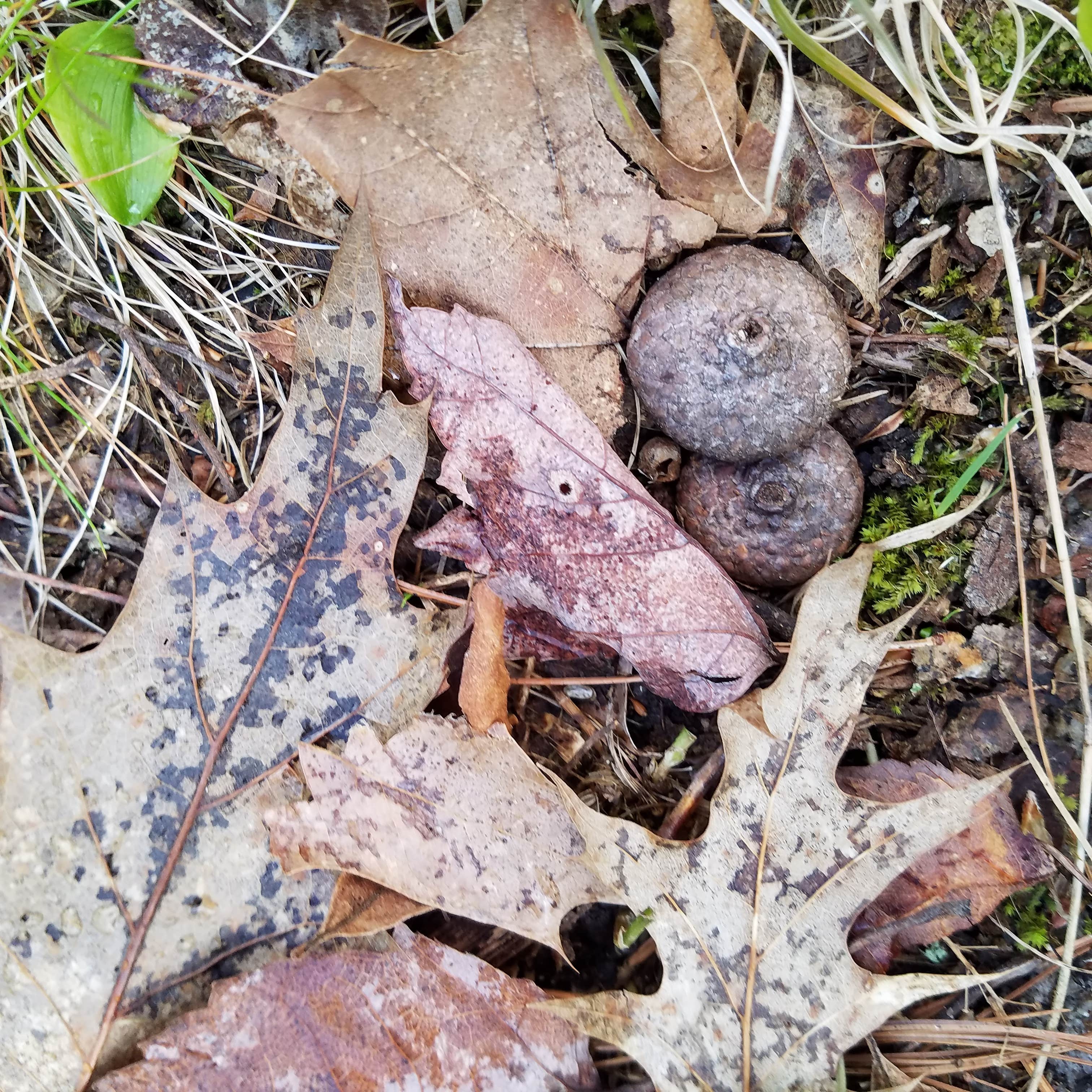 Camper-submitted photo at Sandy Pines Campground near Wells, ME
