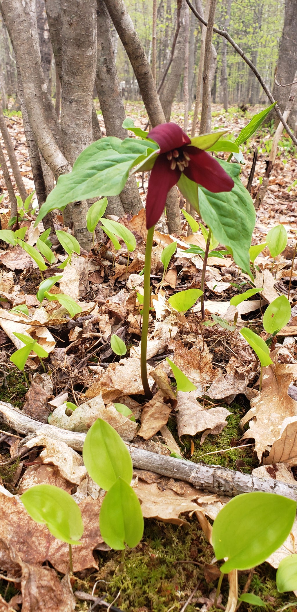 Trillium were starting to bloom in the woods behind Blackberry Crossing 12A