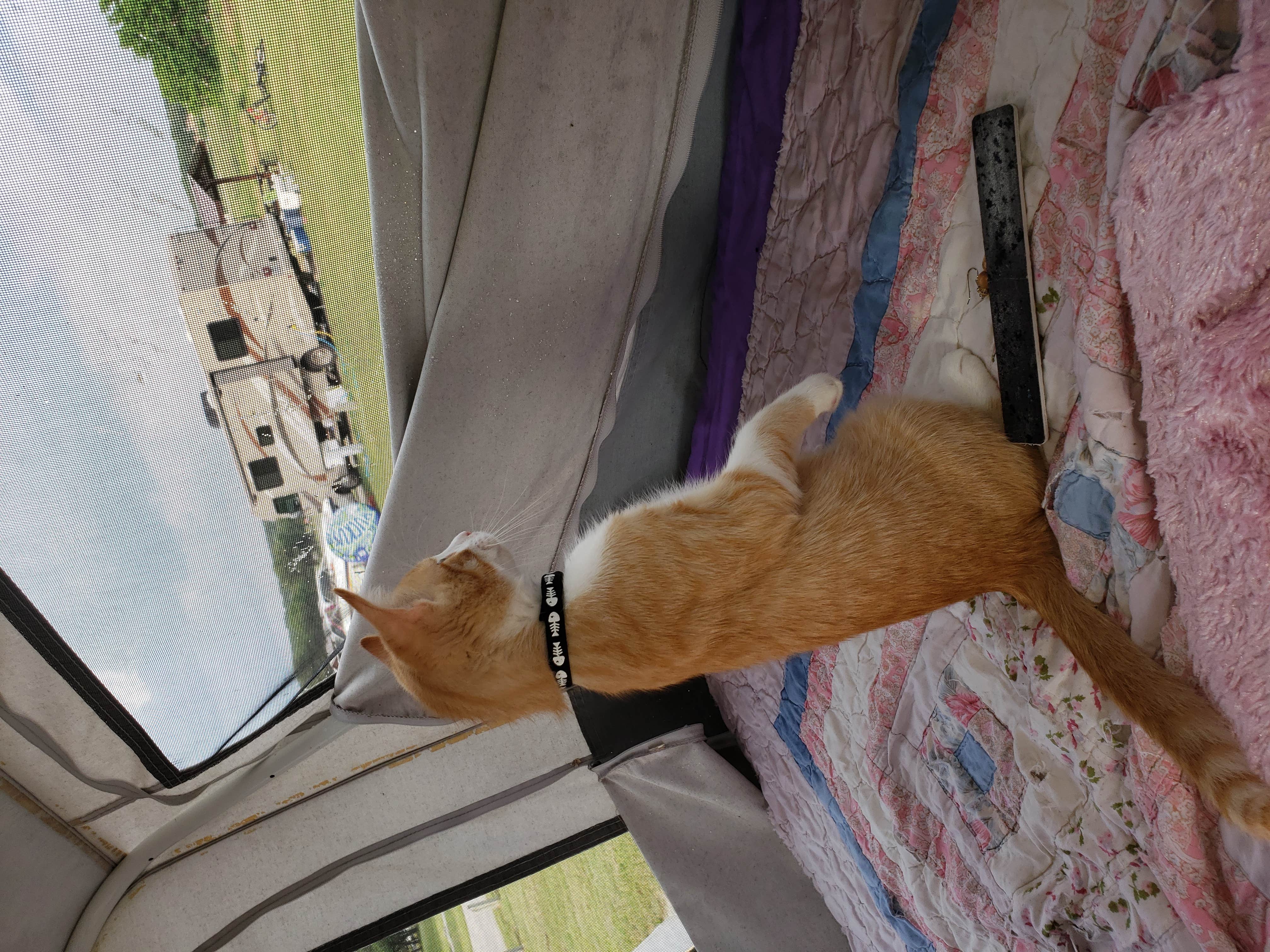 Bella M.'s photo of camping with pets at Potters Creek COE Park near Canyon Lake
