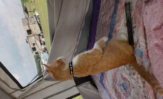 Bella M.'s photo of camping with pets at Potters Creek Park sites map near Canyon Lake, TX