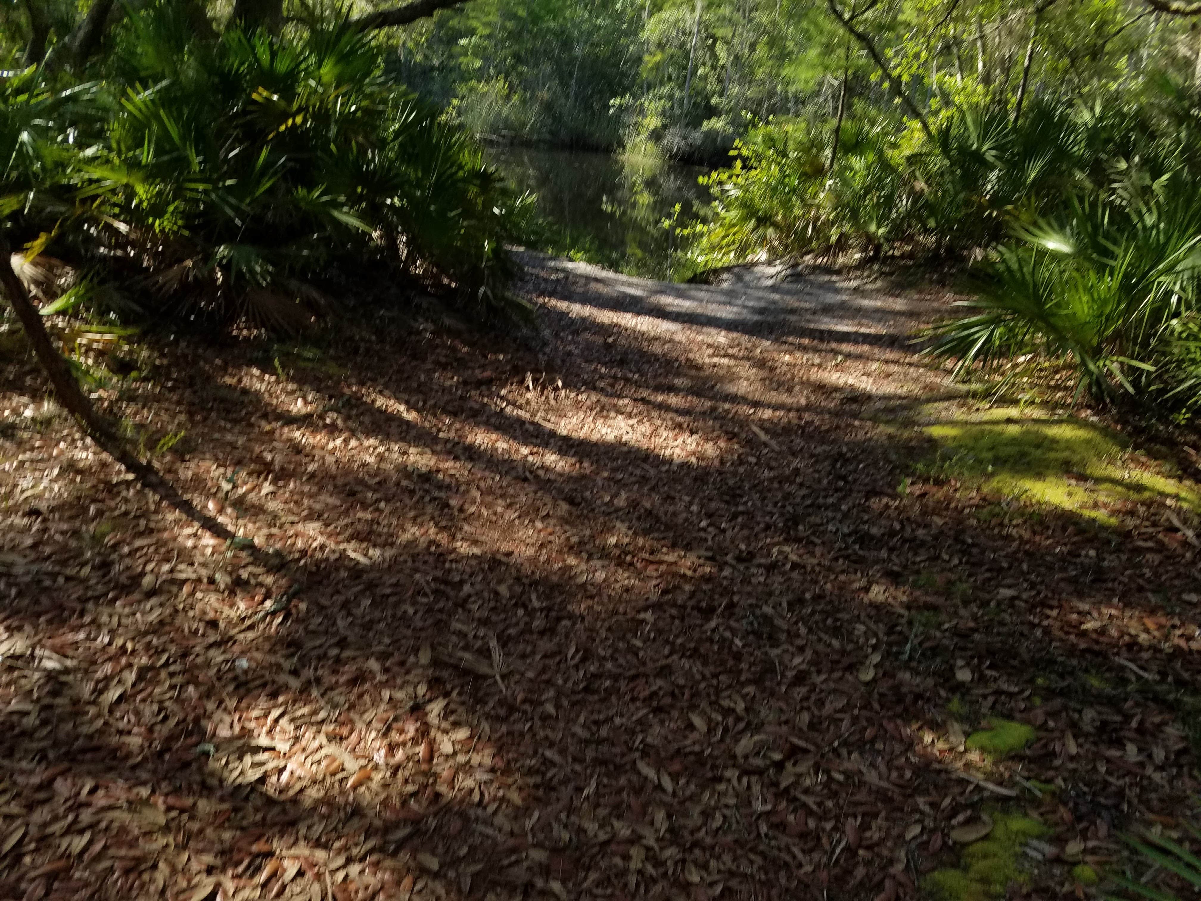 Camper submitted image from Conner Preserve - 2