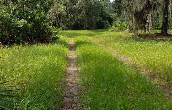 Forest trail at Conner Preserve in Land O’ Lakes