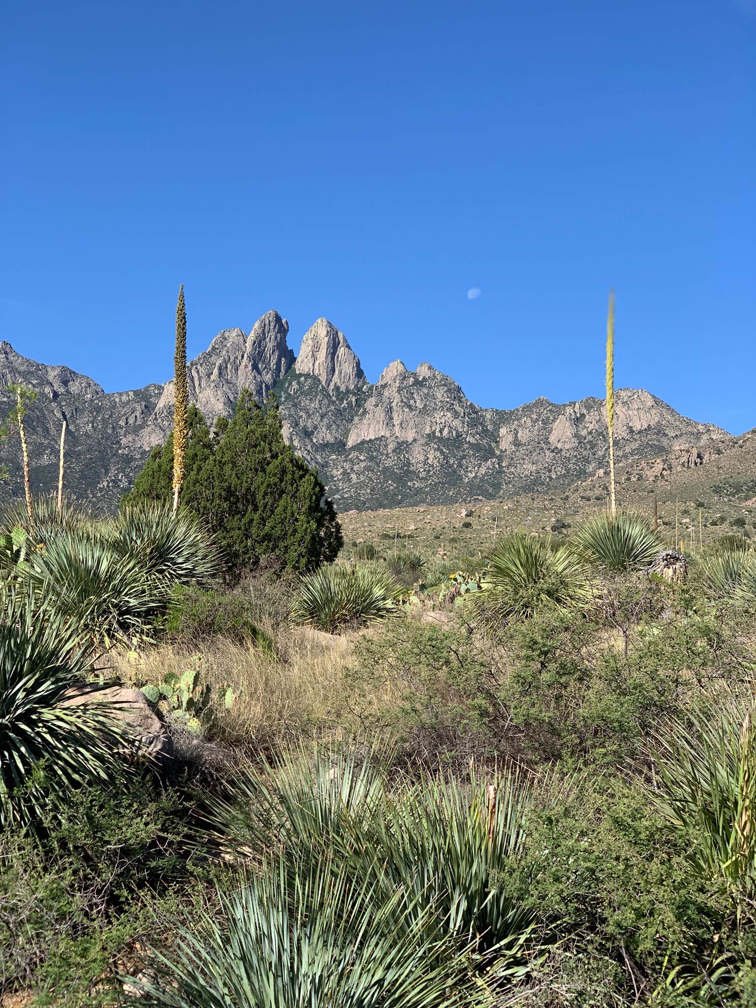 View All