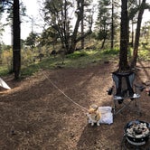 Review photo of Mingus Mountain Campground by Natty , May 24, 2019