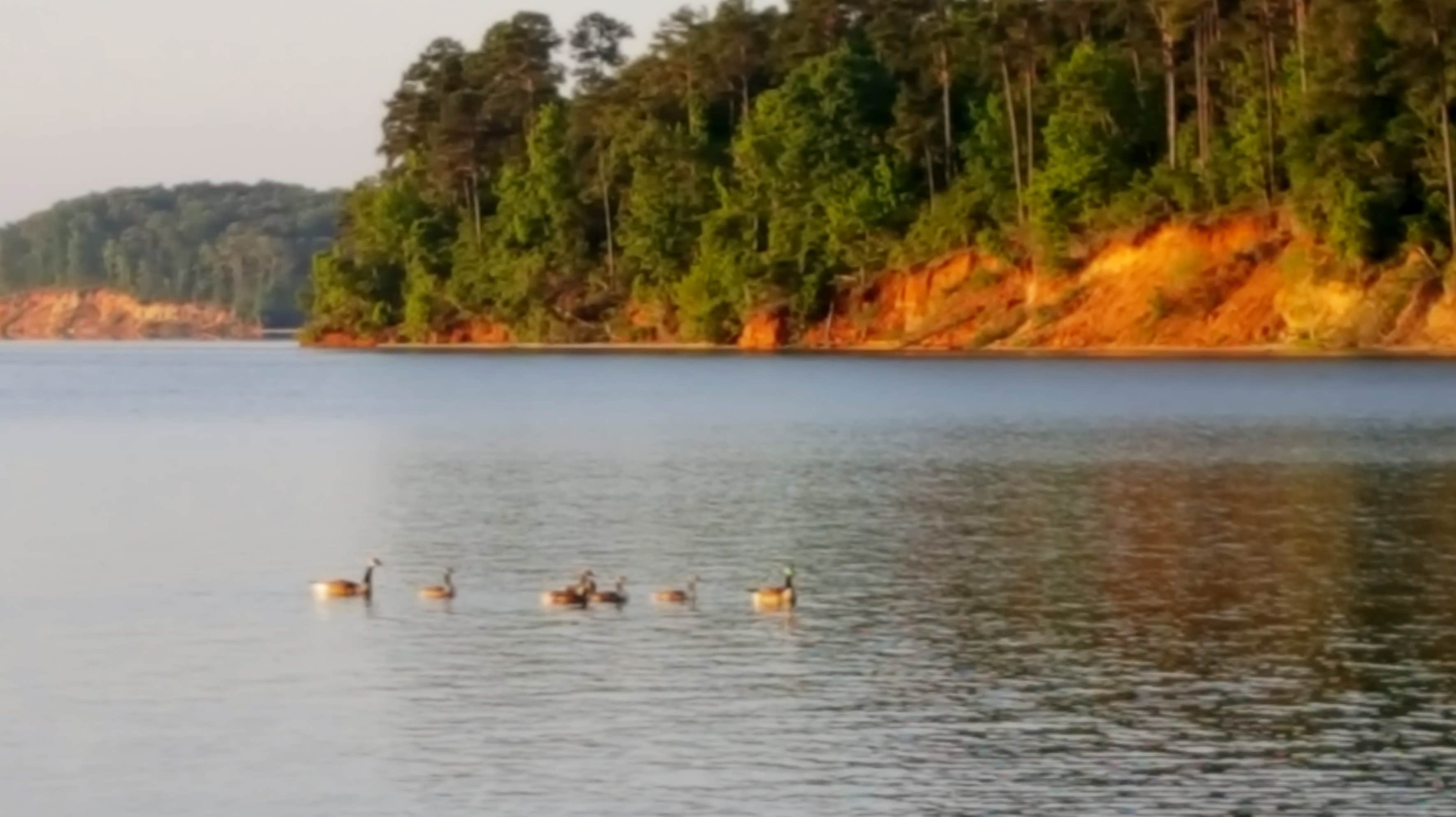 Family of geese (one of three that day) that launched themselves into the water from my site.