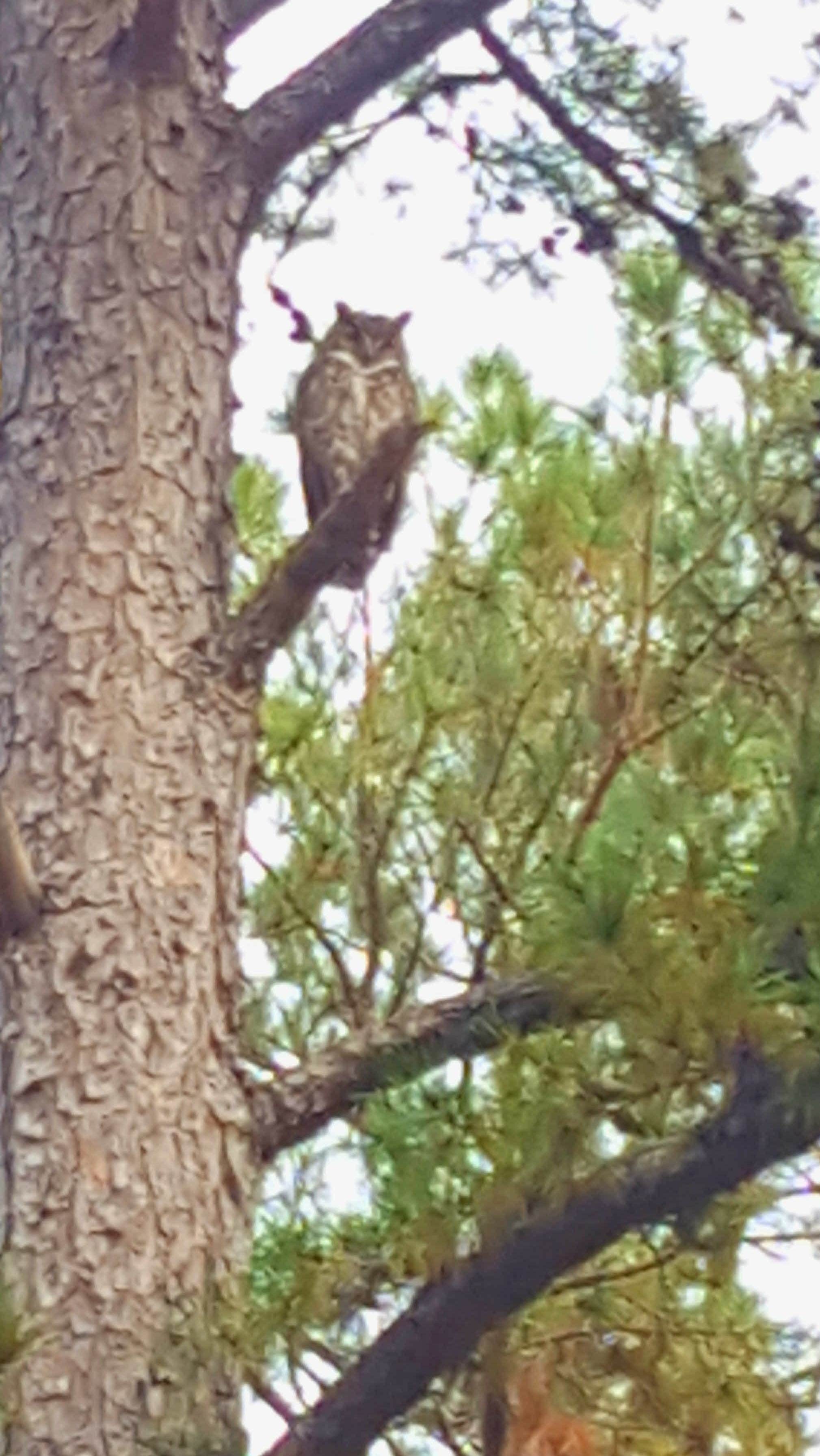 Deanna C.'s photo of camping with pets at COE Walter F George Lake White Oak Creek Campground near Clopton, AL