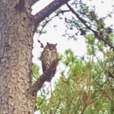 Review photo of COE Walter F George Lake White Oak Creek Campground by Deanna C., May 24, 2019