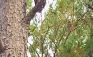 Deanna C.'s photo of camping with pets at COE Walter F George Lake White Oak Creek Campground near Blakely, GA