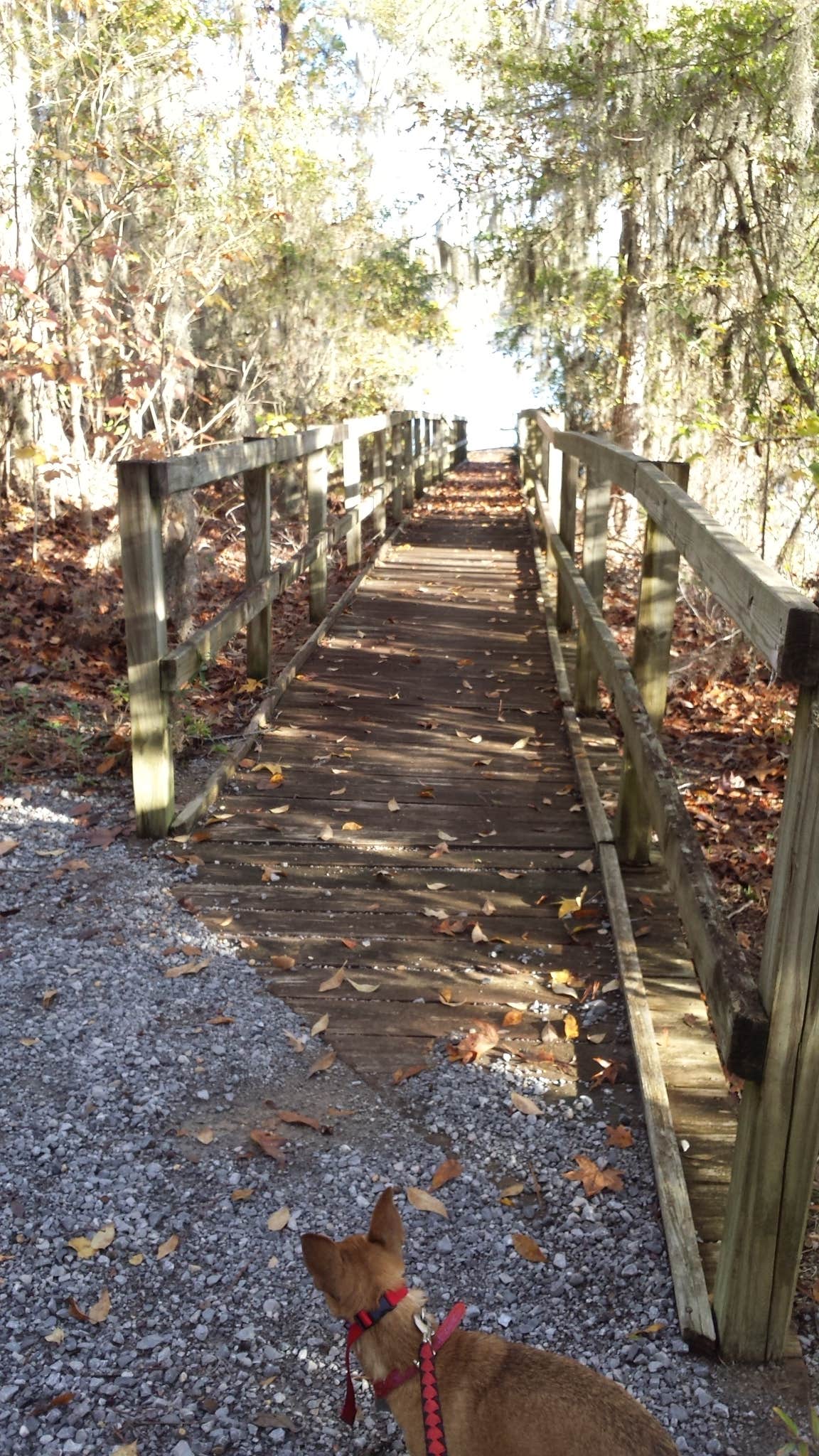 Deanna C.'s photo of camping with pets at Chilatchee Creek near Marion, AL