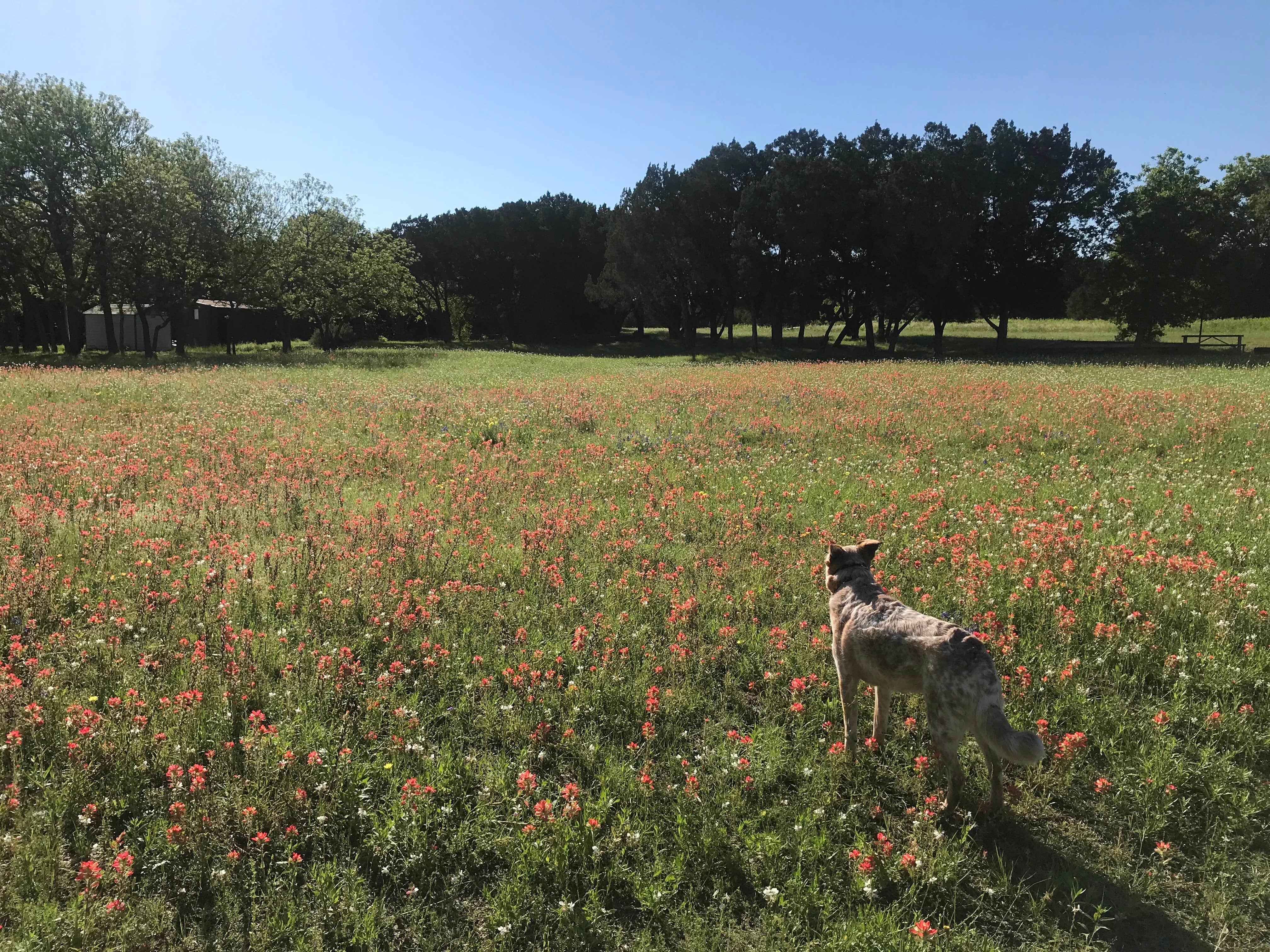 Dan N.'s photo of camping with pets at Tejas Park near Copperas Cove, TX
