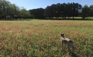 Dan N.'s photo of camping with pets at Tejas Park near Round Rock, TX