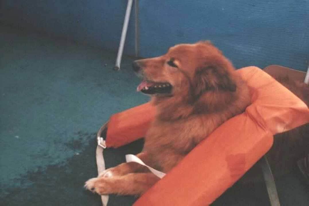 Joel R.'s photo of camping with pets at Onondaga Cave State Park Campground in Missouri