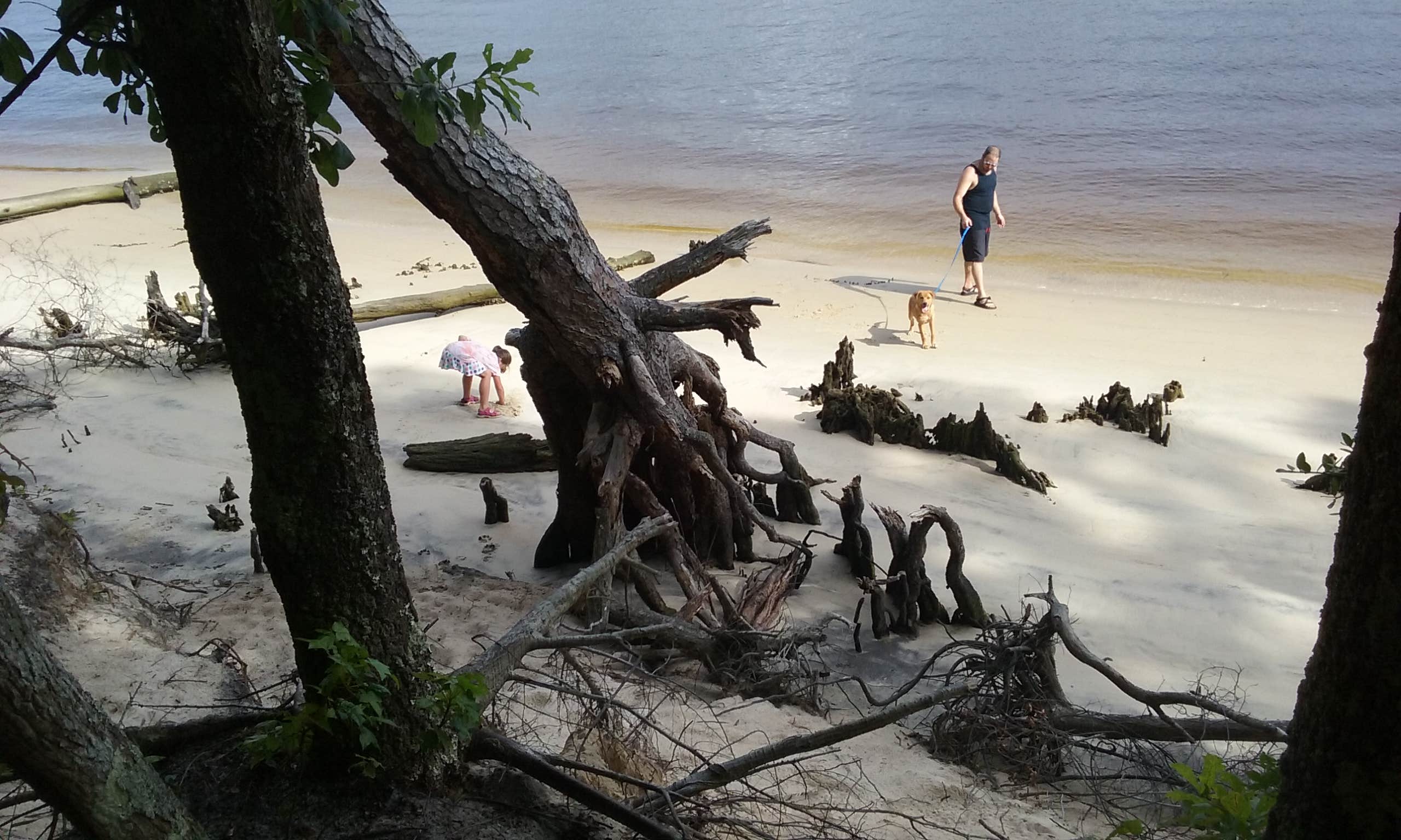 Laura S.'s photo of camping with pets at Carolina Beach State Park Campground near Sunset Beach, NC