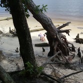 Review photo of Carolina Beach State Park Campground by Laura S., May 24, 2019