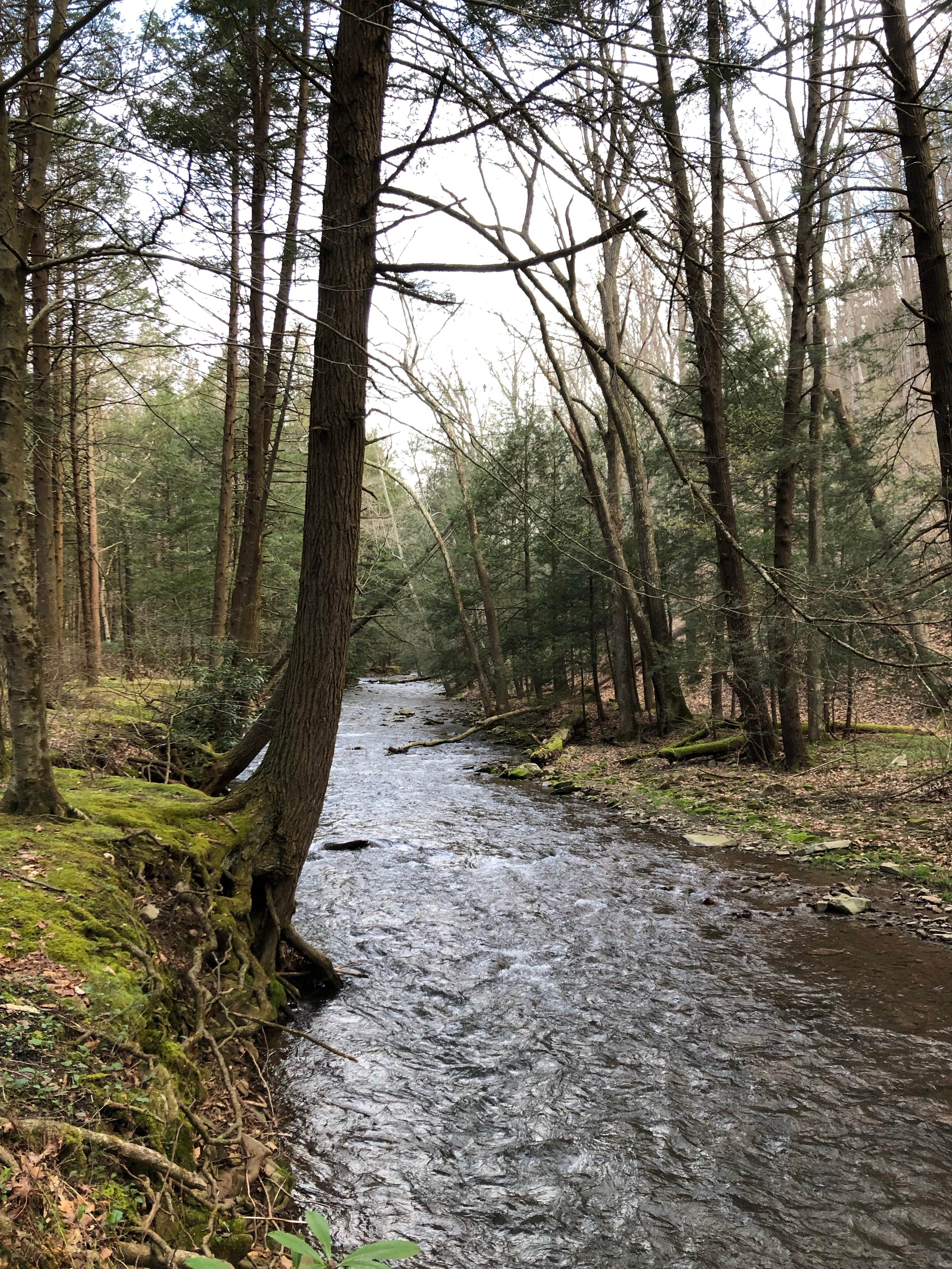 Camper-submitted photo at Big Run State Park Campground near Kitzmiller, MD