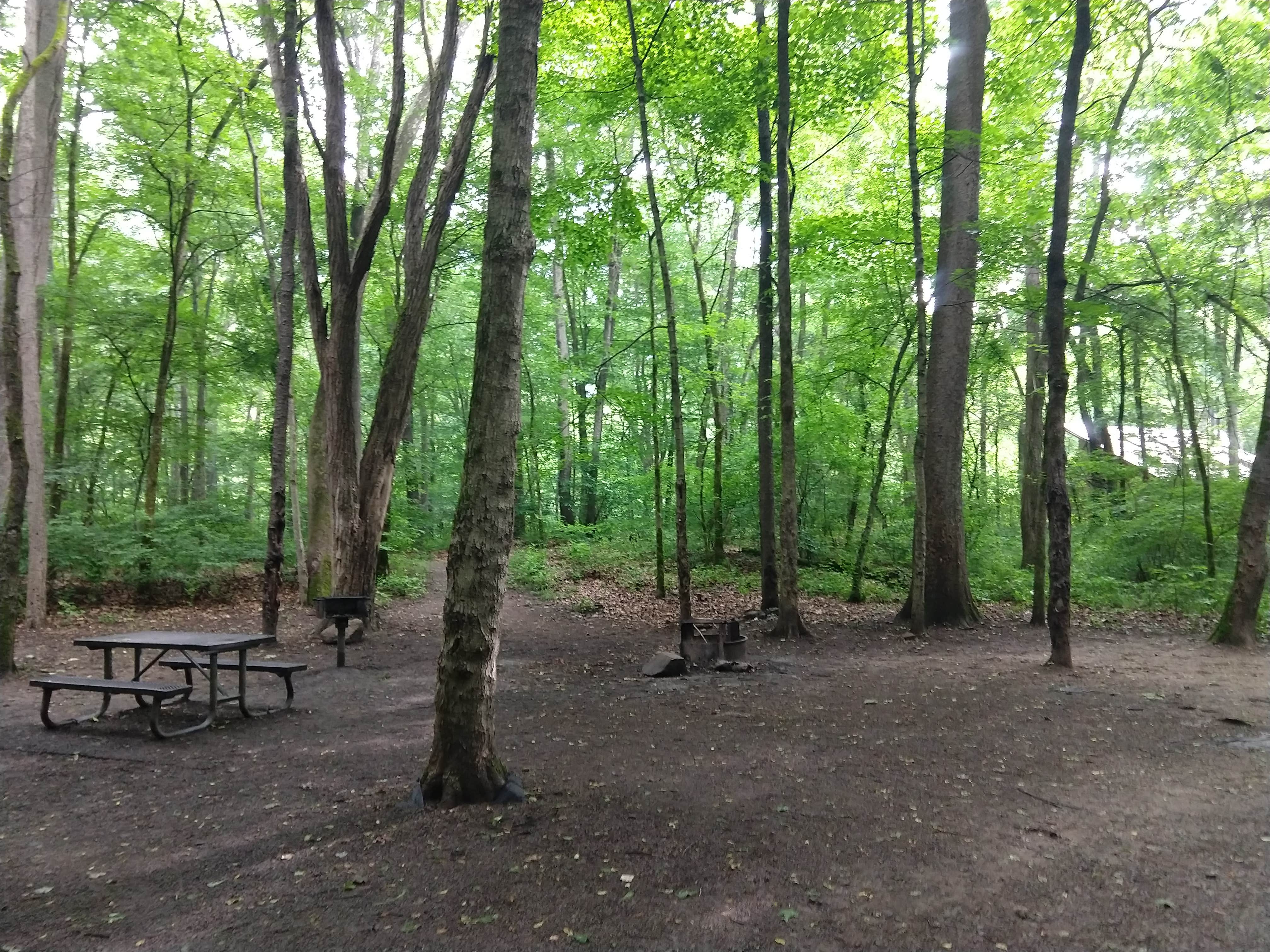 Camper submitted image from Glade Creek Campground — New River Gorge National Park and Preserve - 5