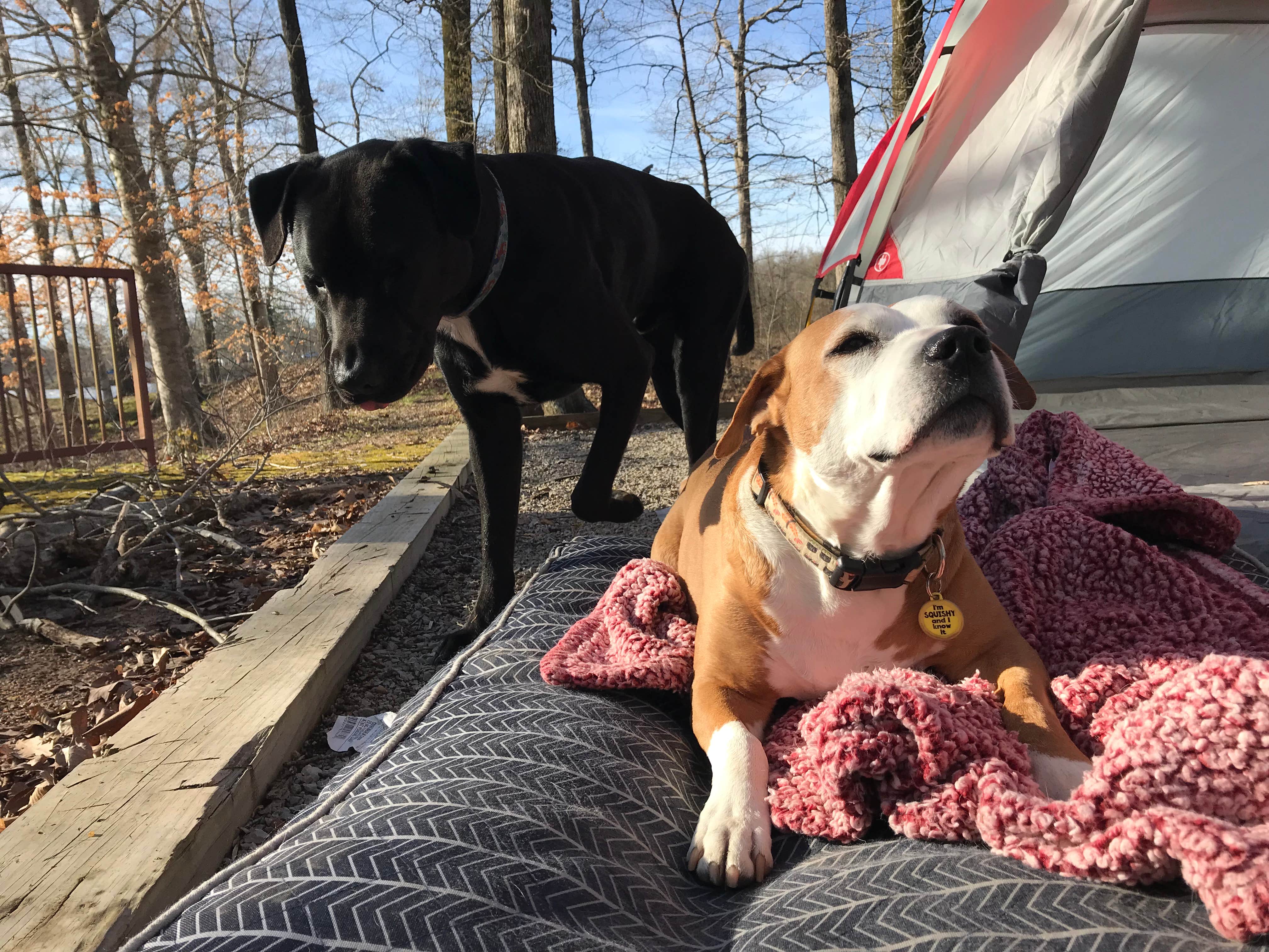 Camper submitted image from Lone Pine Campground - 3