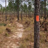 Review photo of Mike Roess Gold Head Branch State Park Campground & Cabins by Sean B., May 25, 2019