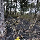 Review photo of Mike Roess Gold Head Branch State Park Campground & Cabins by Sean B., May 25, 2019