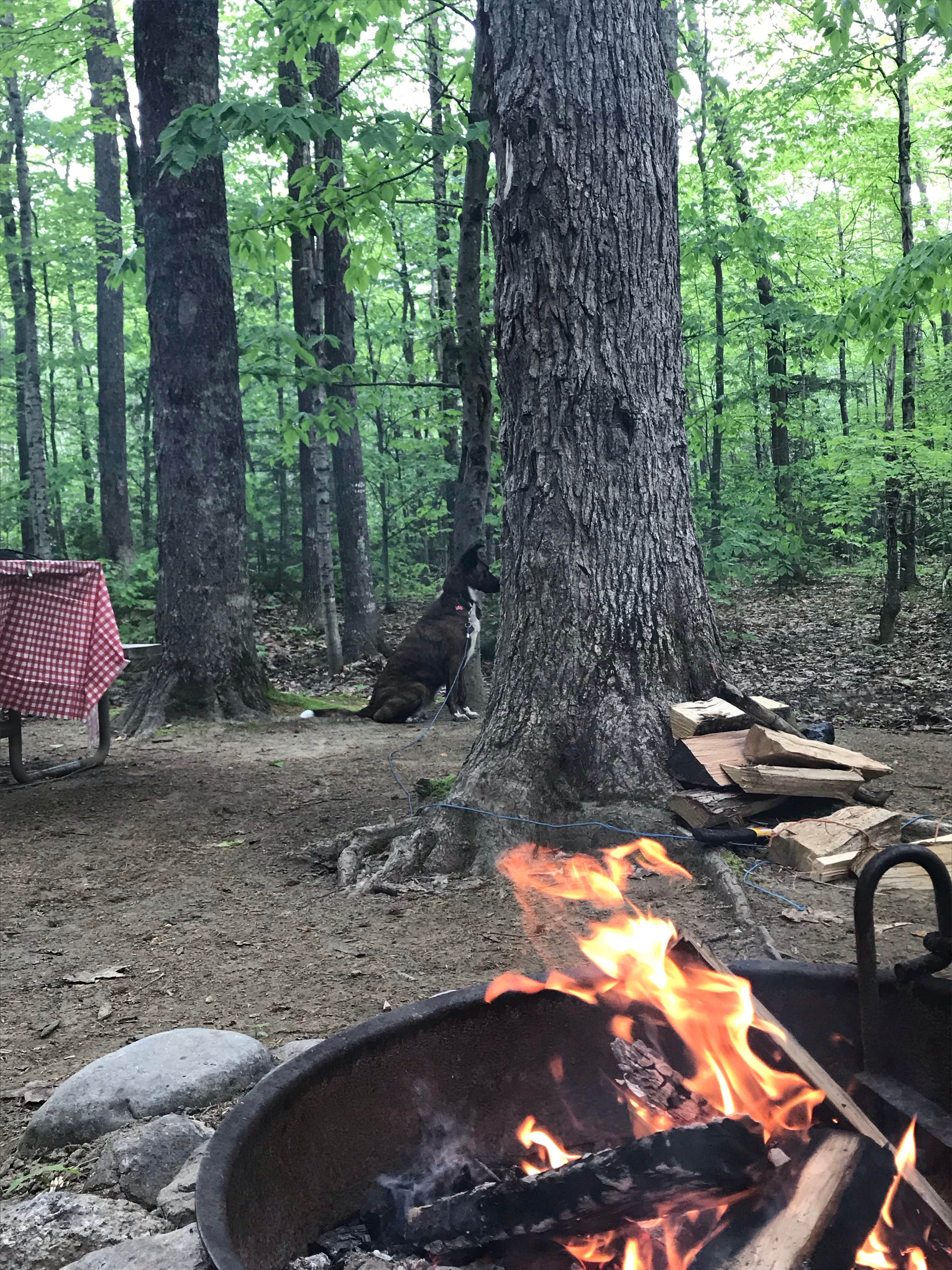 Virginia  W.'s photo of camping with pets at Crawford Notch Campground near Lincoln, NH