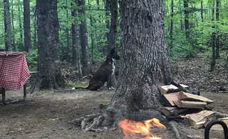 Virginia W.'s photo of camping with pets at Crawford Notch Campground near White Mountain National Forest