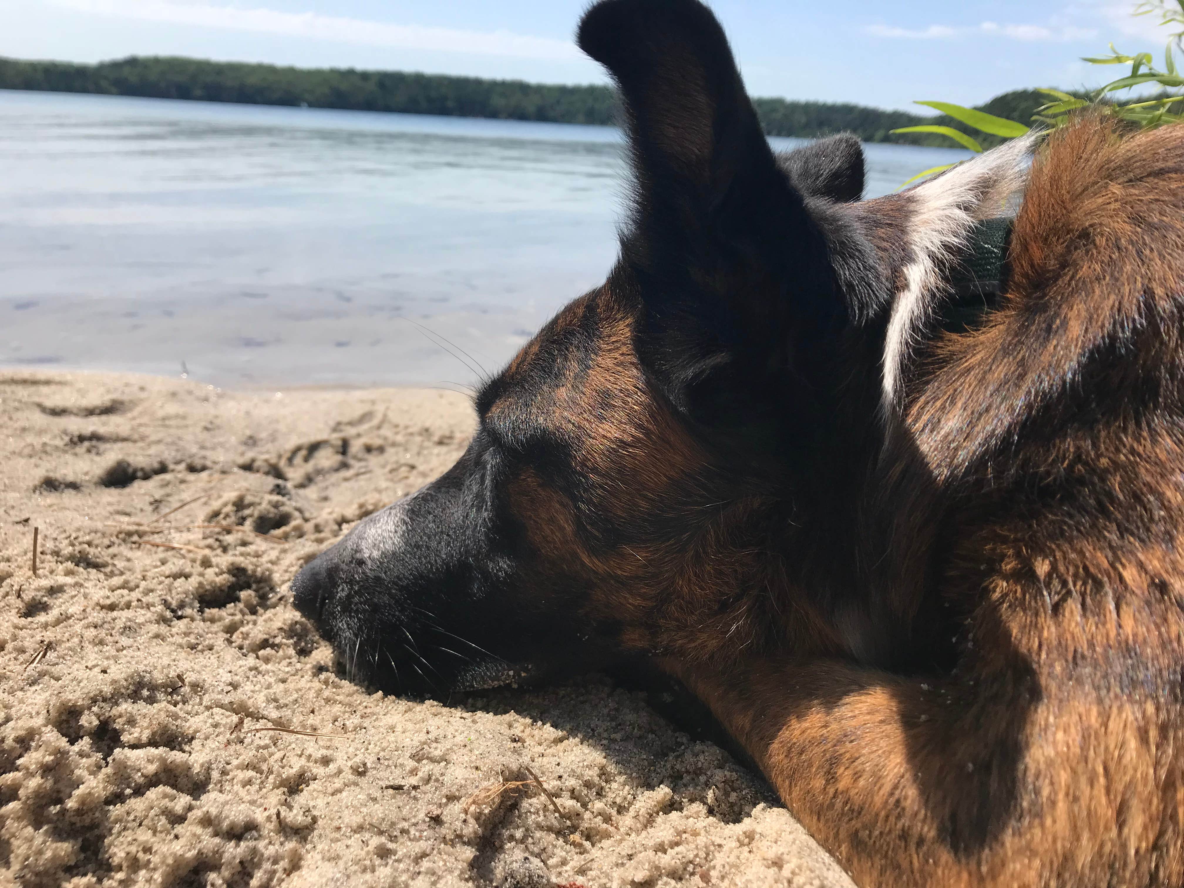 Virginia  W.'s photo of camping with pets at Nickerson State Park Campground near Chatham, MA