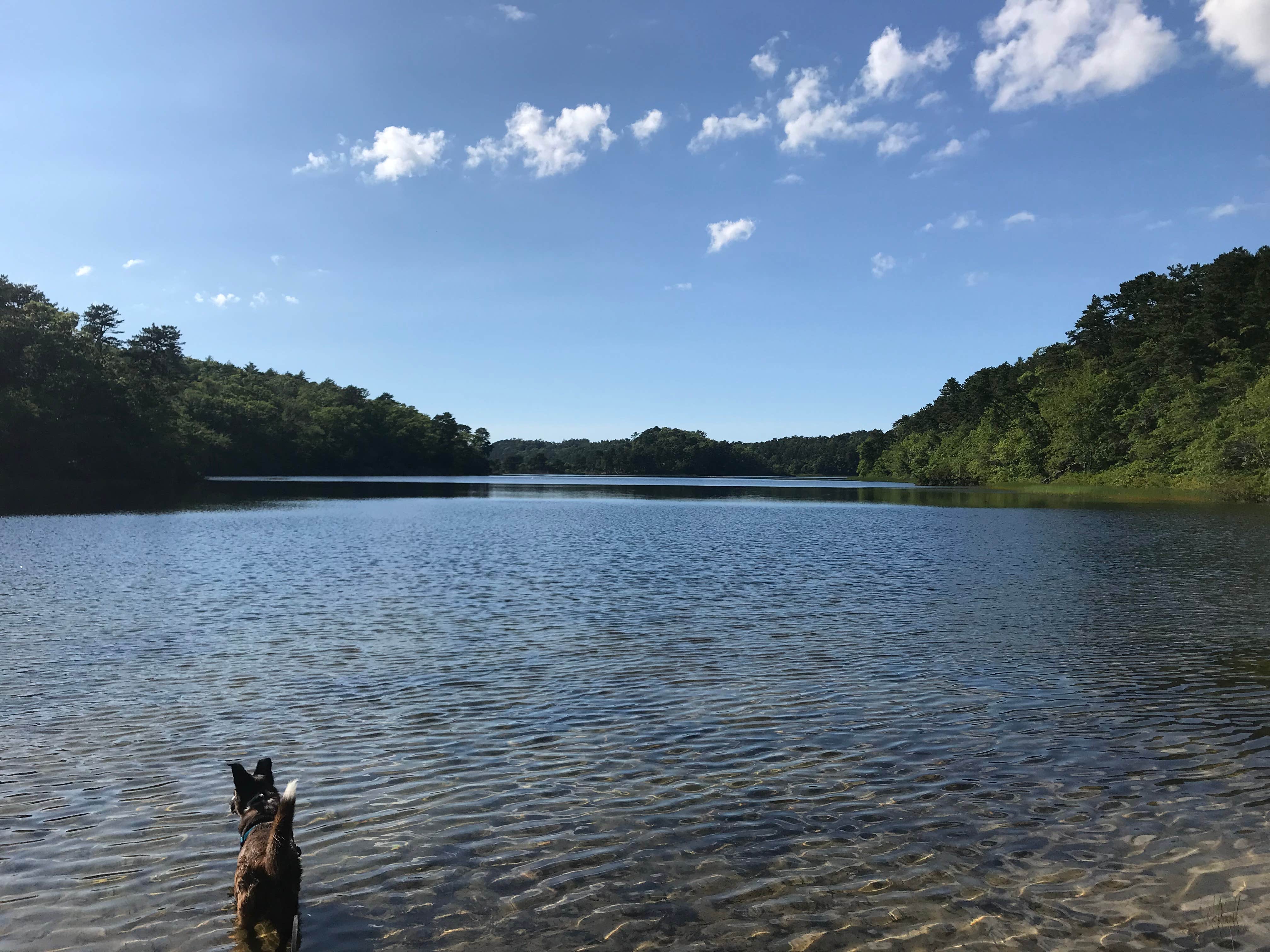 Virginia  W.'s photo of camping with pets at Nickerson State Park Campground in Massachusetts