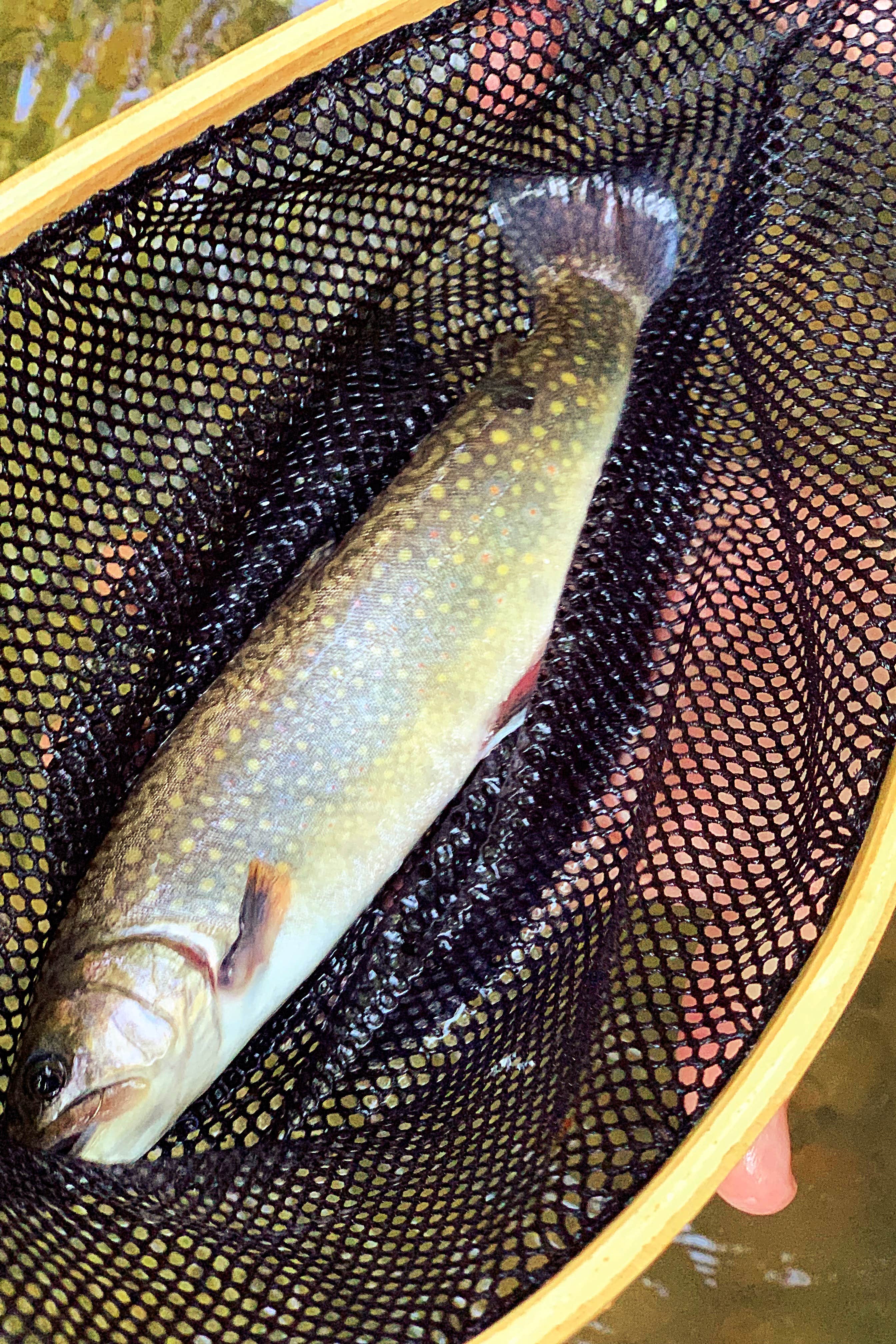 Camper-submitted photo at Helton Creek Campground near Troutdale, VA