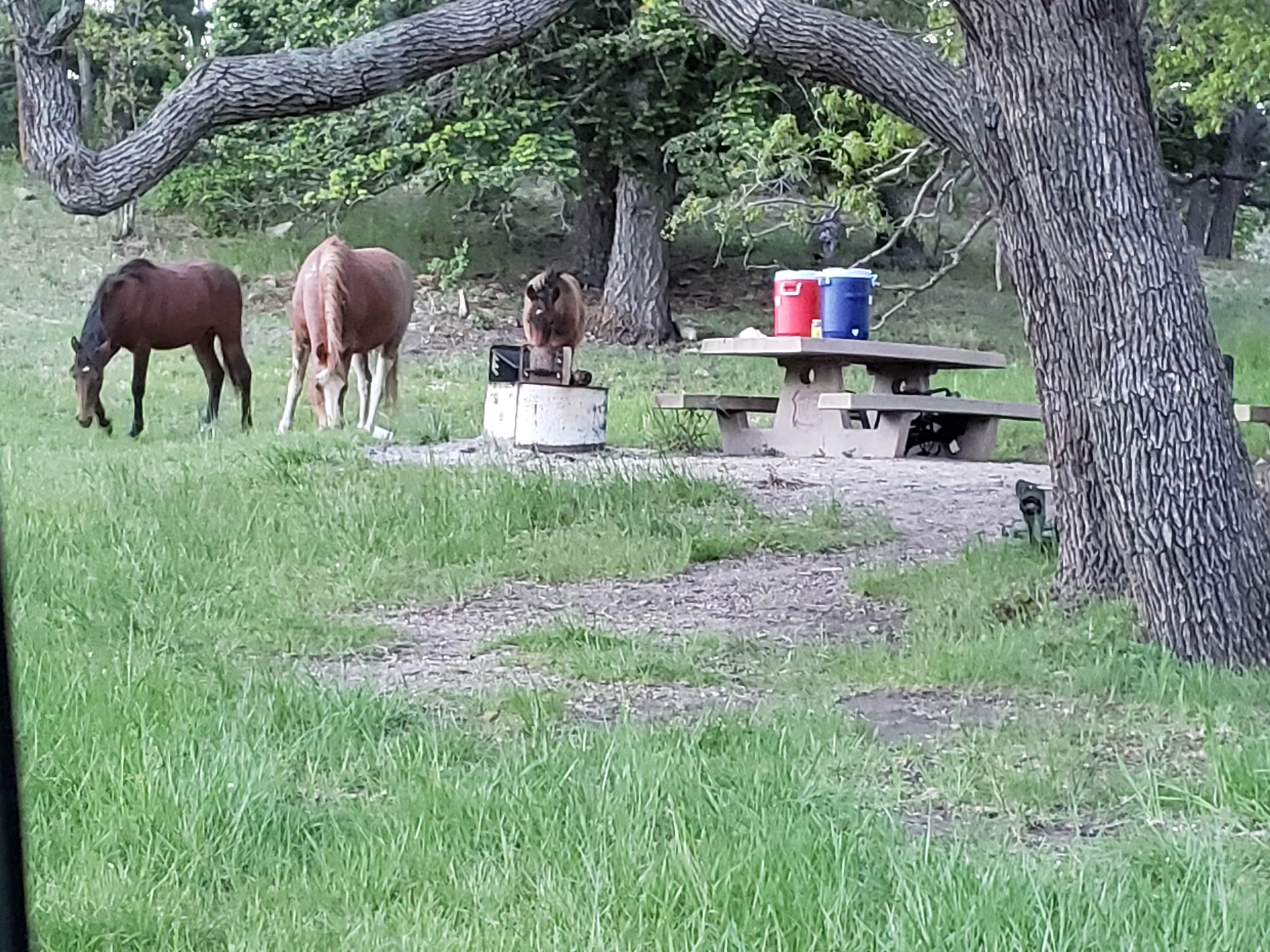 Camper submitted image from Oak Grove Campground - 4