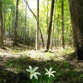 Review photo of Uwharrie National Forest by Erica , May 26, 2019