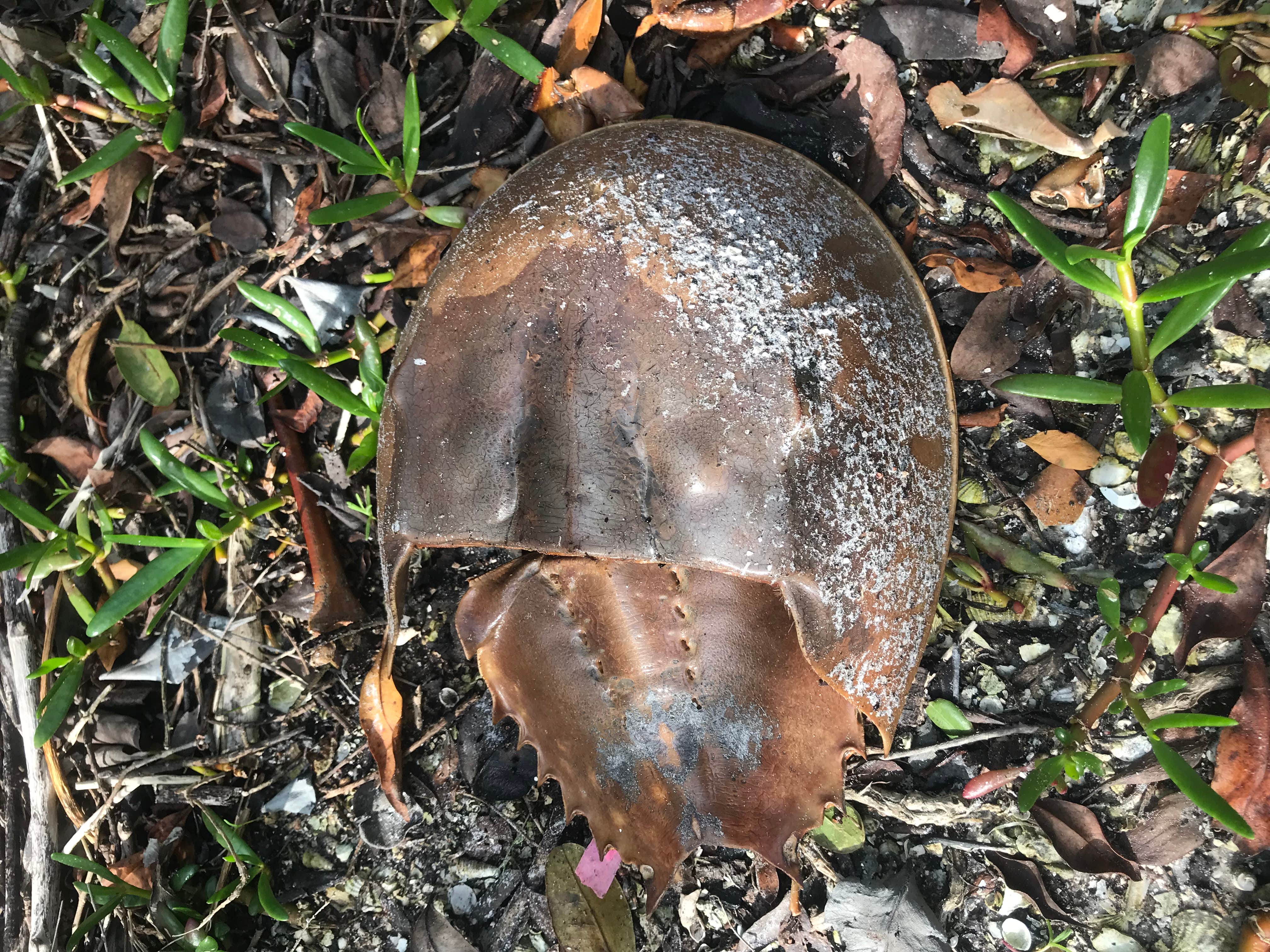 Camping near San Carlos RV Resort & Marina: Bow-tie Island Primitive Campsite, Estero, Florida