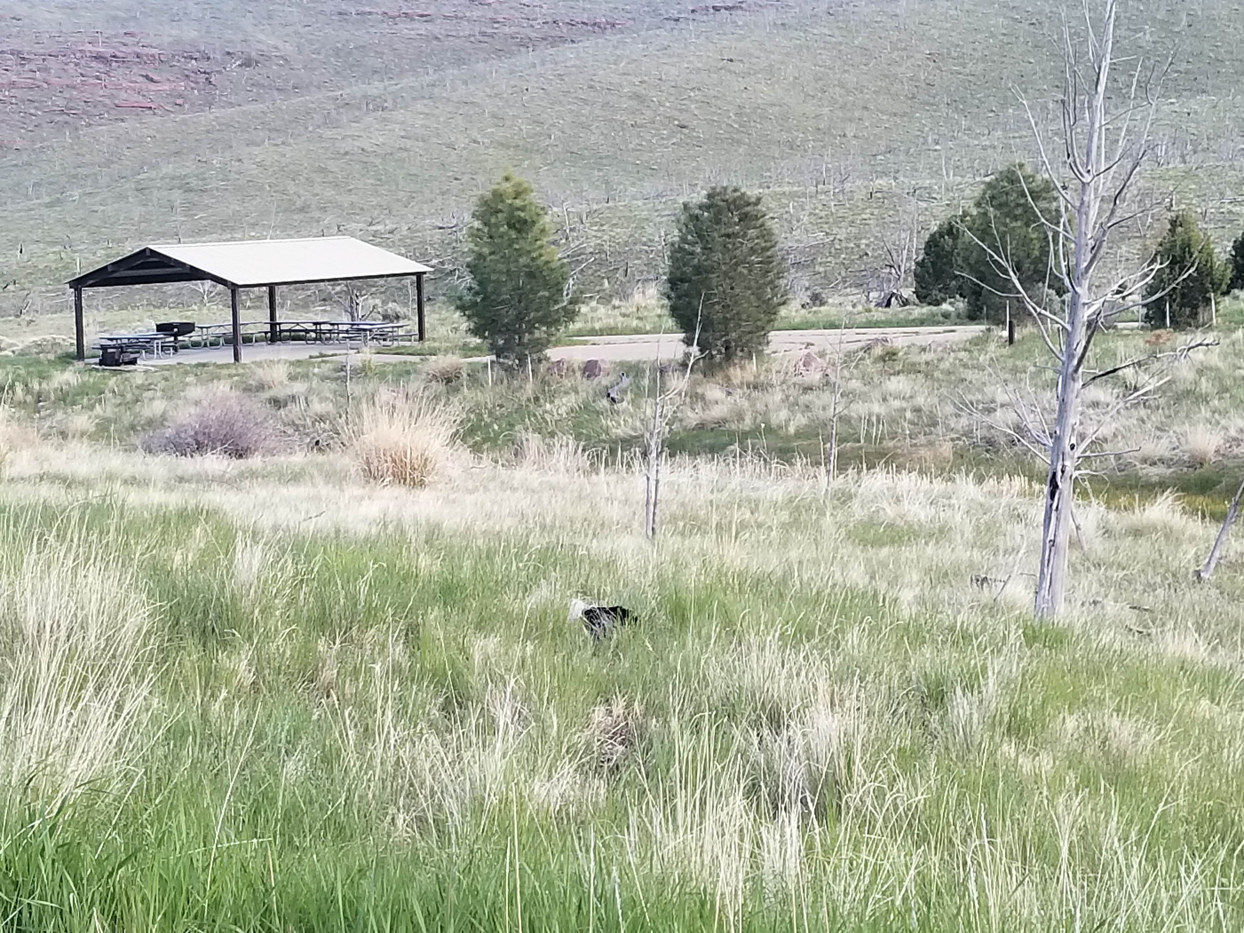 Camper submitted image from Dripping Springs Campground (UT) - 5