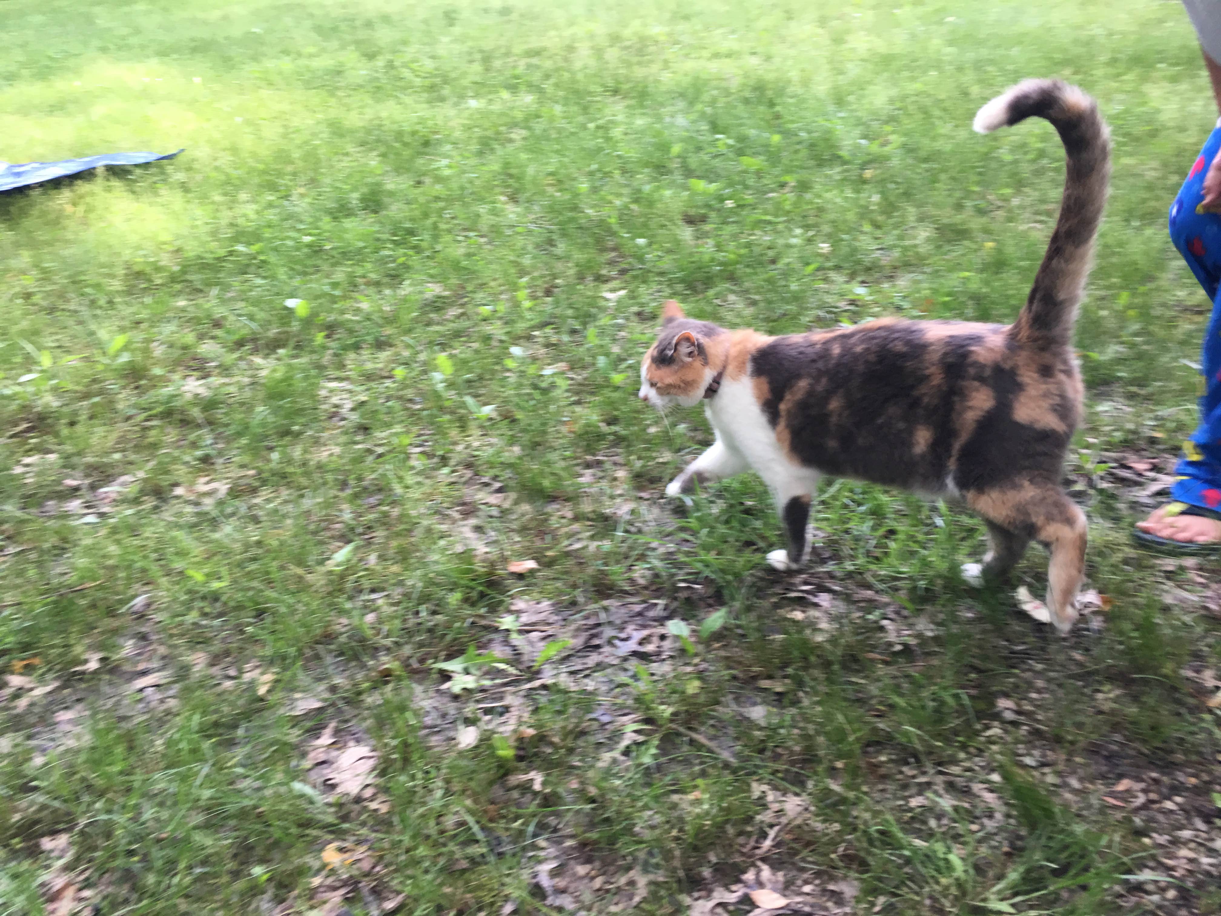 Gwenn W.'s photo of camping with pets at Silver Mines near Cadet, MO