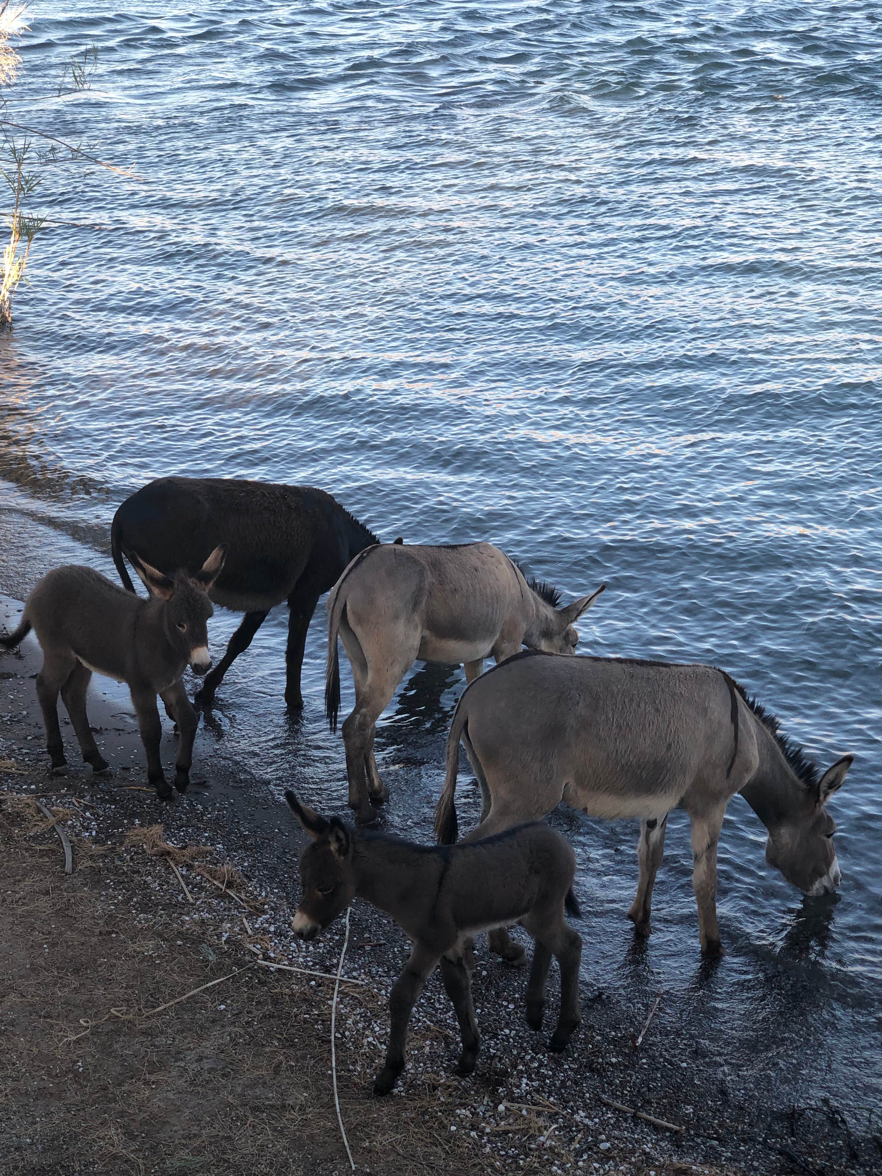 Deborah C.'s photo of camping with pets at Crossroads near Parker Dam, CA
