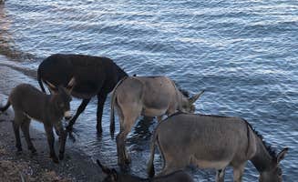 Deborah C.'s photo of camping with pets at Crossroads near Parker Dam, CA