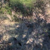 Review photo of Davis Mountains State Park by Deborah C., May 27, 2019