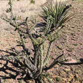 Review photo of Davis Mountains State Park by Deborah C., May 27, 2019