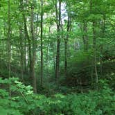 Review photo of Turkey Run State Park Campground — Turkey Run State Park by Mike  D., May 27, 2019