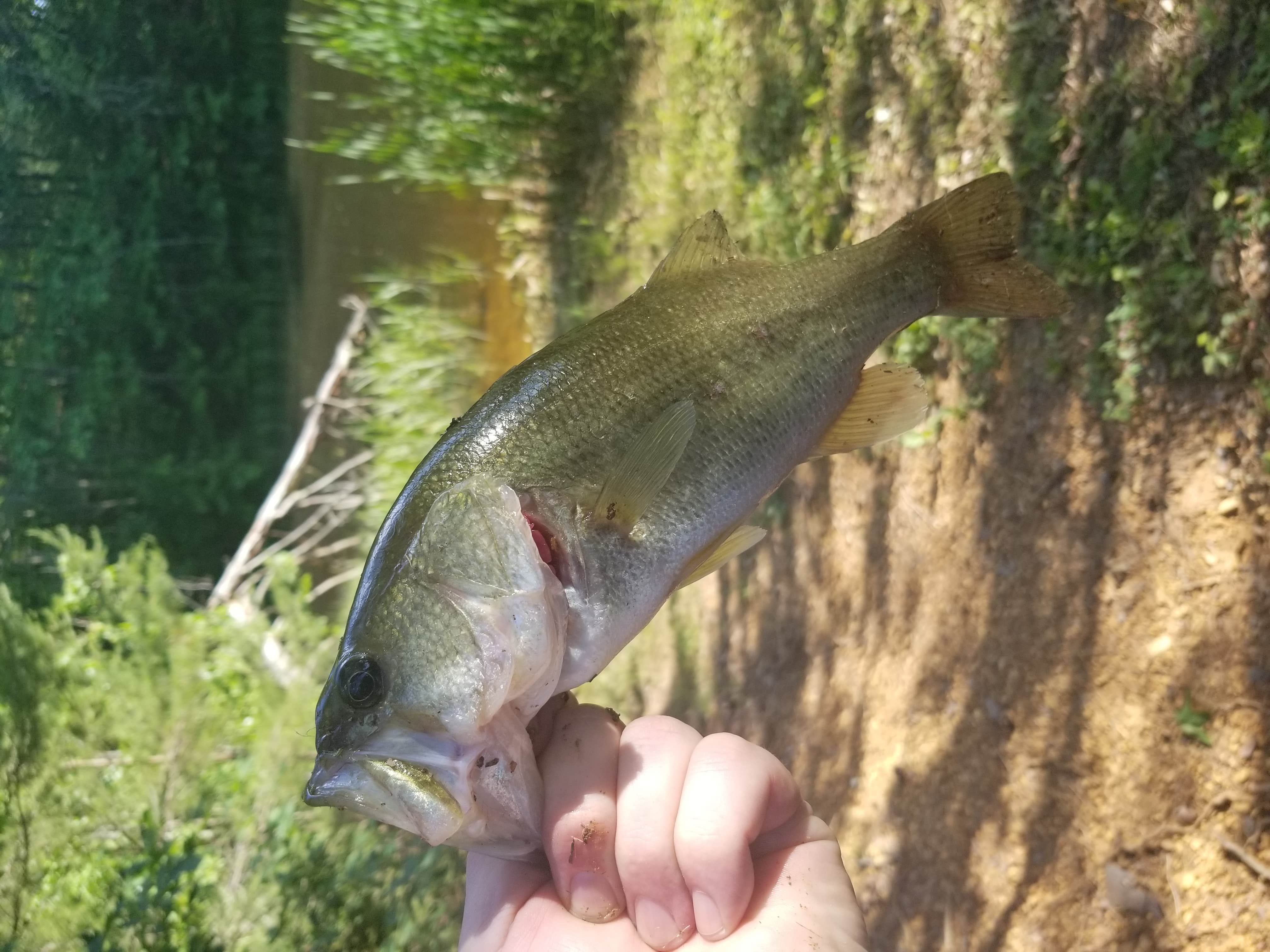 Camper submitted image from Prentice Cooper State Forest Dispersed - 4