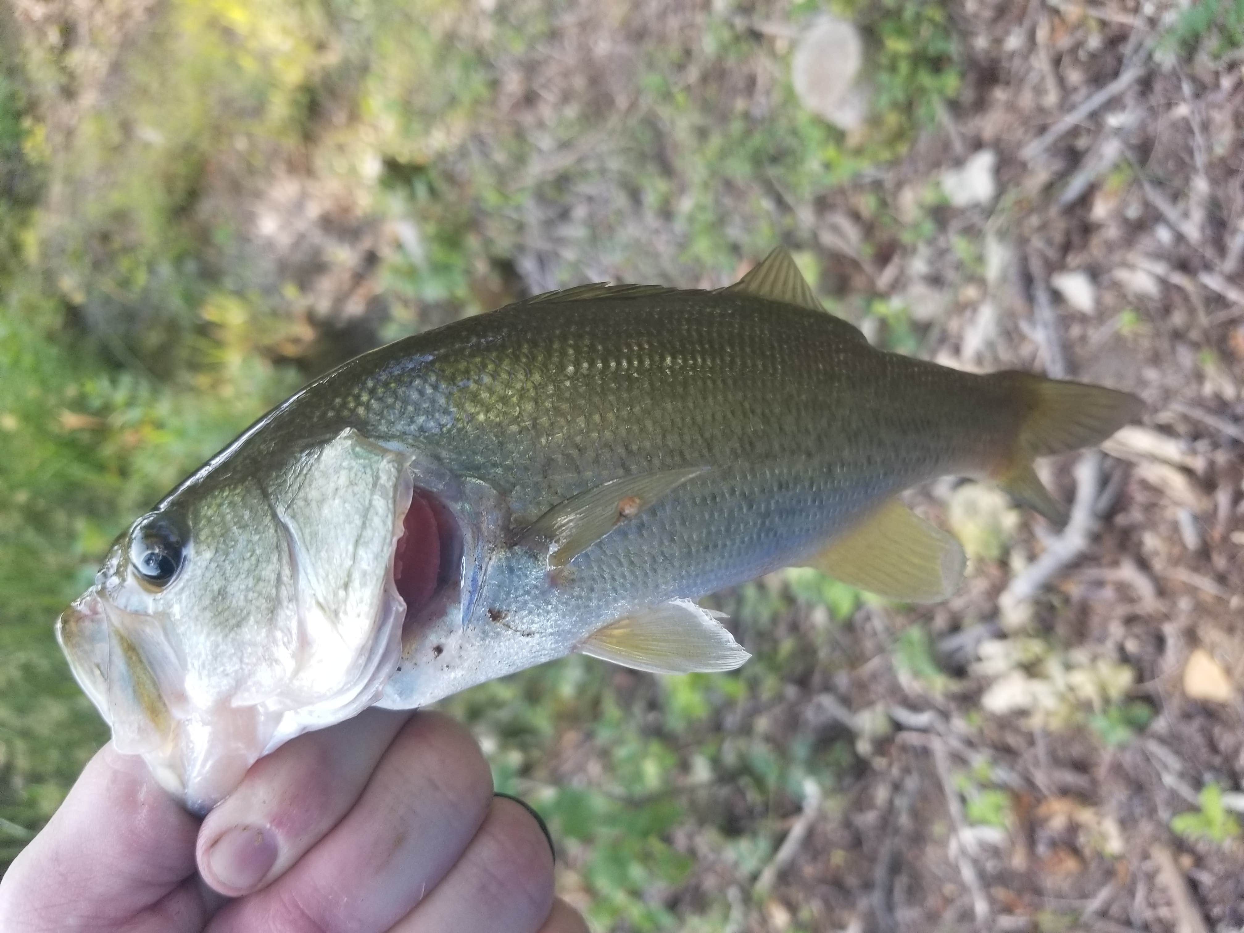 Camper submitted image from Prentice Cooper State Forest Dispersed - 3